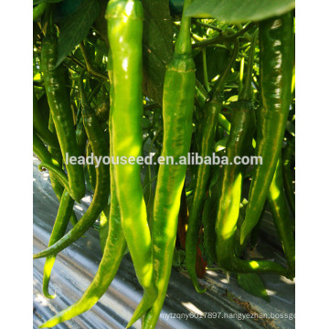 MP091 KR no.2 high resistance virus disease green pepper seeds for greenhouse seeds